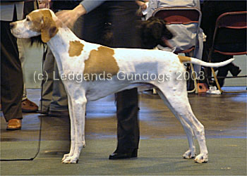 4th Open Dog